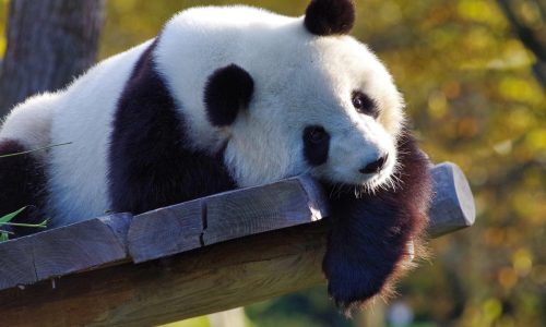 995645-panda-3875289_1920